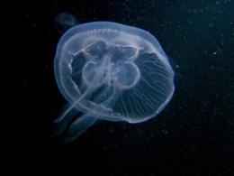 Самые ядовитые и опасные медузы черного моря Медуза аурелия опасна ли для человека
